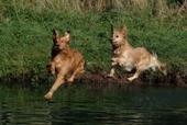 Dog Park