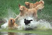 Dog Park