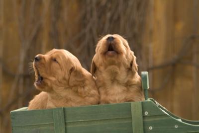 singing pups.jpg