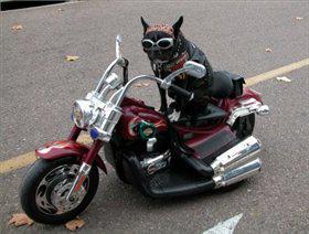 Ride Sponsorship