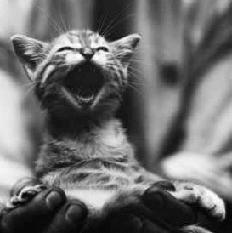 Cat Talk