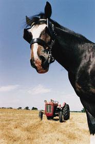 Horse Talk