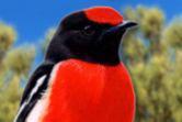 Red and Black Bird