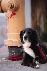 Dog with Fire Hydrant