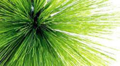 Rotobrush