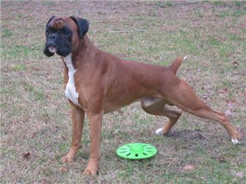 Winston