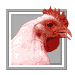 poultry