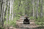 Carolina Backwoods photo