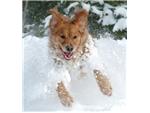 Molly in the Snow