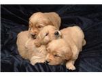 Pups