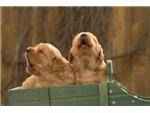 Singing Puppies