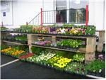 Flowers - Splash of Color!