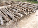 Cedar Posts
