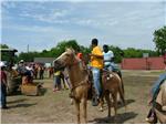 How Show 2008 Trail Ride