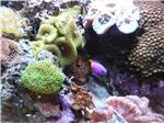 Saltwater Aqaurium