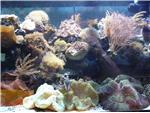 Saltwater Aquarium