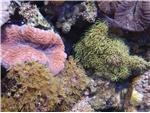 Saltwater Aquarium