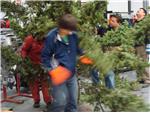 HOW MANY STAFF MEMBERS DOES IT TAKE TO SET UP A TREE???