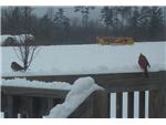 Birds in the snow at Triple Creek Farm
