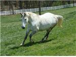 Belle Cantering