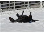 making snow angels at Hollymead Farm