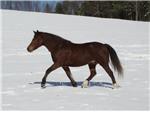 Chick trotting in the snow