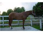 Horse Photo Contest
