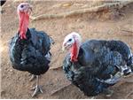 Turkeys struttin' their stuff!