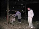 Lynn & Bob meet the donkey