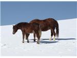 Lark & Robin of Hollymead Farm