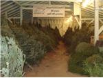 Christmas Trees