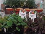 Starter Plants