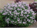 Miss Kim Lilacs are striking!