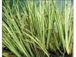 dwarf variegated sweet flag