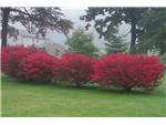 Burning bush is brilliant in fall!