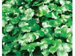 pennywort