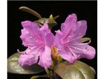 pjm lavendar rhododendron by Todd Boland