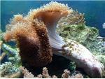 Corals.