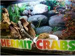 Hermit crabs are popular.