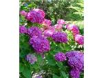 Hydrangeas, gotta love 'um!