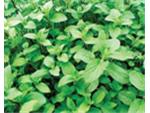 aquatic mint