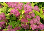 Spirea's pink blooms and bright leaves create eyepopping contrast
