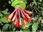 honeysuckle fragrance fills summer days.