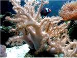 Corals.