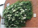 Hydrangea vines love to climb!