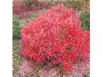 Blueberry bush color in fall.