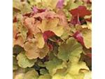 perfect for shade with impatiens, coral bells
