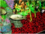 Many fish varieties!