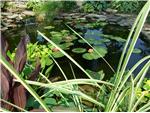 Pond plant spectacular right now!