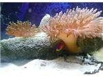 Anemones